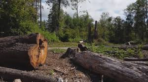 Reliable Smith Mills, MA Tree Care Solutions
