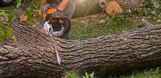 Best Tree Preservation Services  in Smith Mills, MA