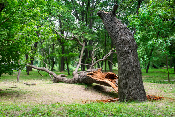 Best Lawn Disease Treatment  in Smith Mills, MA