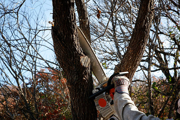 Best Hazardous Tree Removal  in Smith Mills, MA
